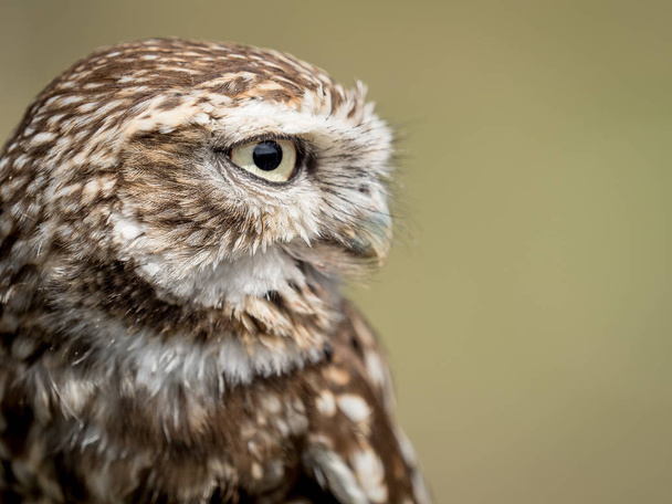 Closeup portrait of a little owl (Athene noctua) - Фото, зображення