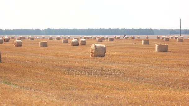 Round bales of hay. - Footage, Video