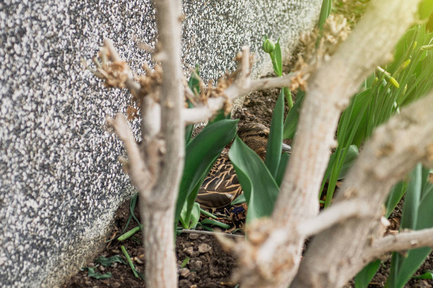 Vista posteriore di anatra germano martellante in giardino
  - Foto, immagini