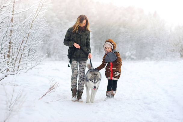 family walks with a huskies - Fotoğraf, Görsel