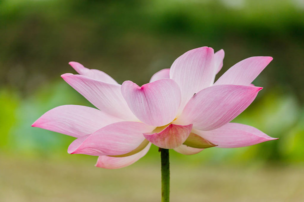  beautiful pink waterlily or lotus flower in pond - Photo, Image