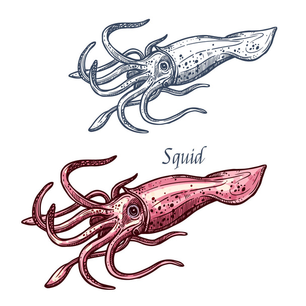 Squid seafood sea animal isolated sketch - Vector, Image