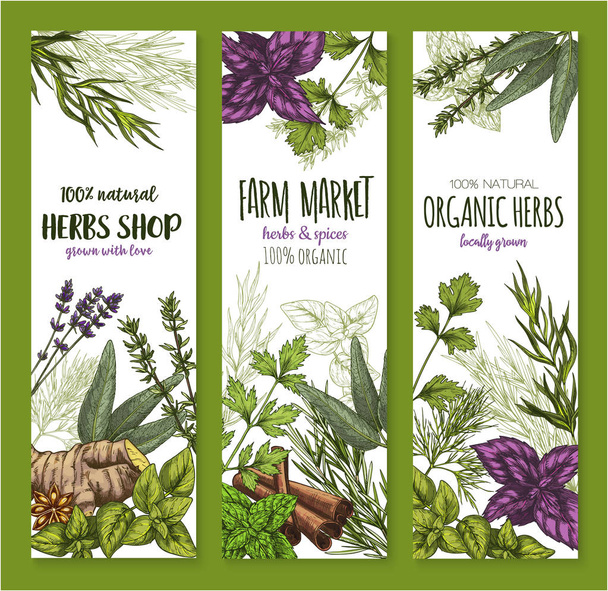 Set di erbe e spezie, banner per schizzi di cibo naturale
 - Vettoriali, immagini