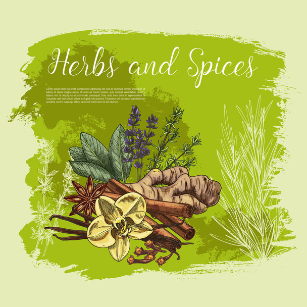 Gyógynövény- és fűszernövénytermesztő vázlat poszter, egészséges élelmiszer-tervező - Vektor, kép
