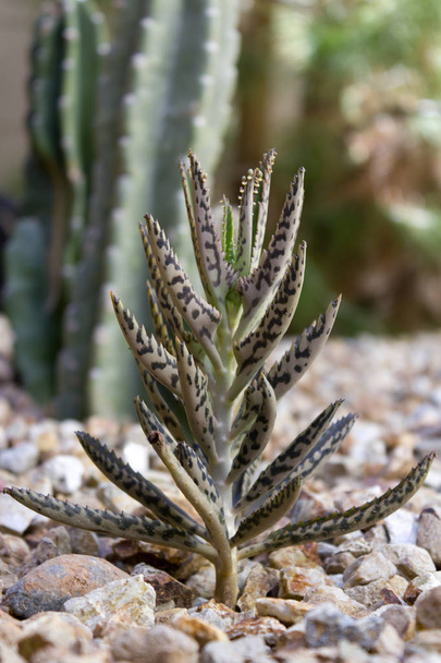 Aloe rosette; Closeup - Fotó, kép