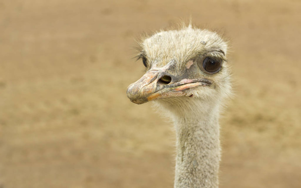 Австралийский страусиный портрет
 - Фото, изображение