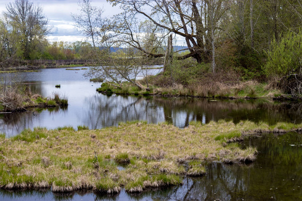 край річки з трав'яними грудочками
 - Фото, зображення