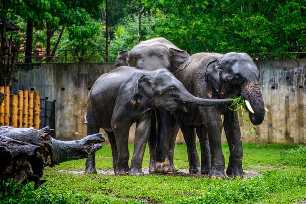 família de elefantes na chuva no zoológico de Mianmar
 - Foto, Imagem