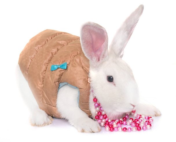 na sobě Bílý králík - Fotografie, Obrázek