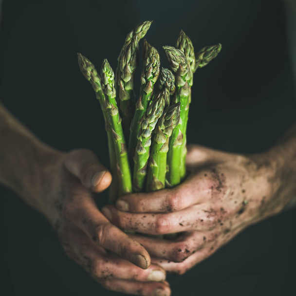 fresh asparagus in dirty hands - Fotoğraf, Görsel