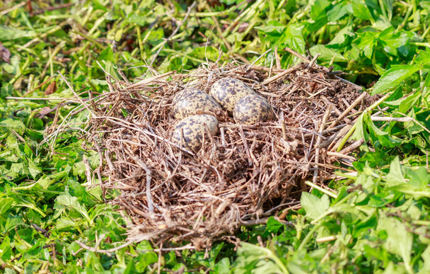 Oiseaux Oeufs dans le nid, sur fond d'herbe verte. L'oiseau agité rouge pond habituellement son oeuf sur le terrain de prairie
. - Photo, image