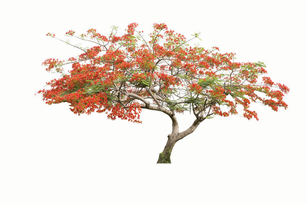 Beau arbre à fleurs rouges, Paon, isolé sur un coup de fouet
 - Photo, image