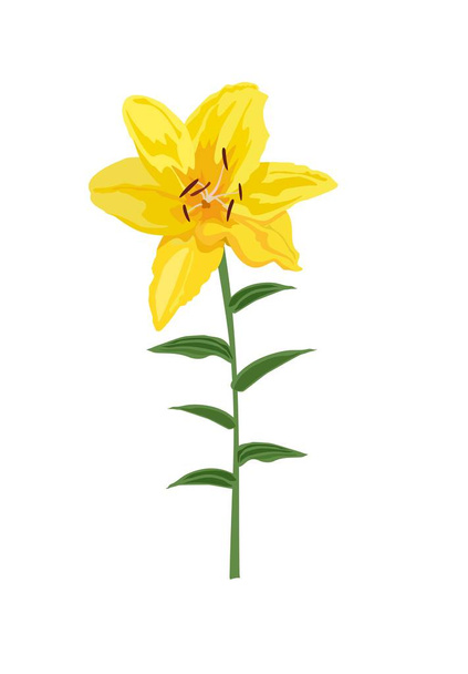 Closeup hand drawn yellow lily flower. Vector illustration isolated on white background for wedding invitation, greeting bouquet and other design - Vector, Image