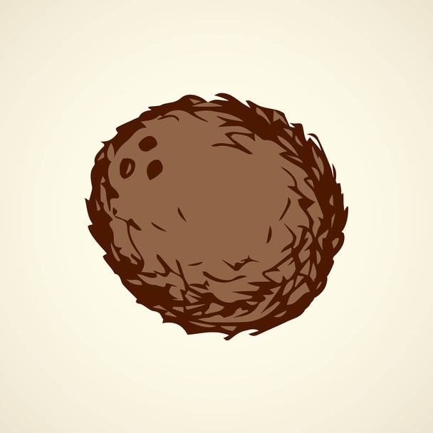 Kookospähkinää. Vektoripiirustus
 - Vektori, kuva
