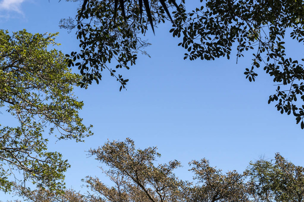 Under View of Tree Branches Against Blue Cloudy Sky  - Fotó, kép