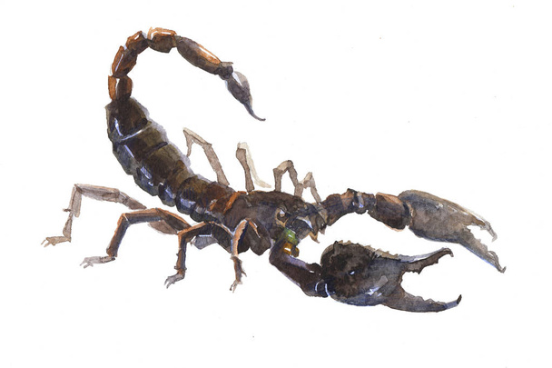 Akvarelu sterilizátor Scorpio, izolované - Fotografie, Obrázek