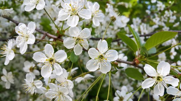 schöner Zweig des im Frühling blühenden Baumes - Foto, Bild