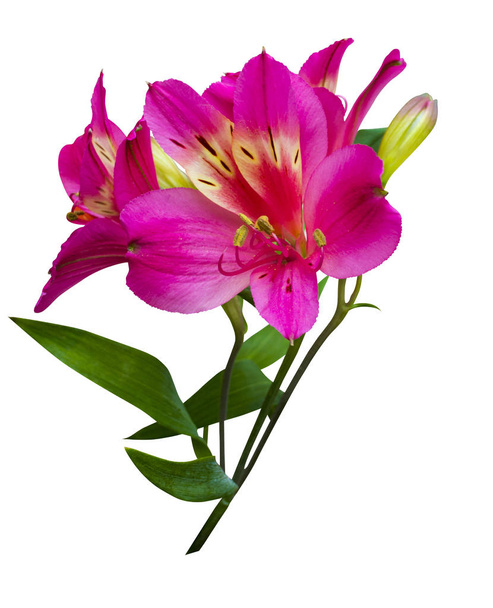 花の花束。アルストロメリア。Alstroemeri の花の花束 - 写真・画像