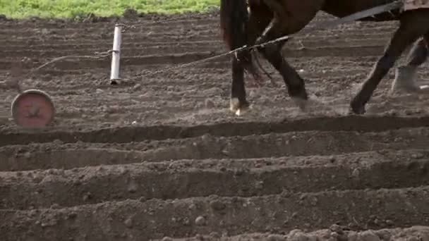 Zpracování pole pluh a koně - Záběry, video