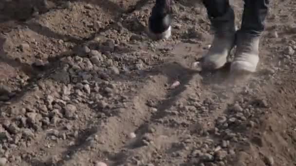 Výsadba brambor pomocí koně - Záběry, video