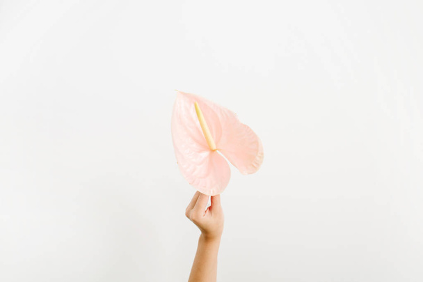 Hermosa flor de anturio rosa en la mano de la niña
 - Foto, Imagen