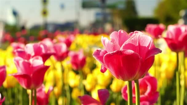 Różowe tulipany kołyszących się na wietrze z bliska - Materiał filmowy, wideo