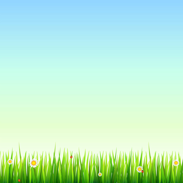 Naturalny, zielony trawa granicy z białe stokrotki, kwiat rumianku i mała czerwona biedronka. Szablon dla Twojego projektu lub kreatywności - Wektor, obraz