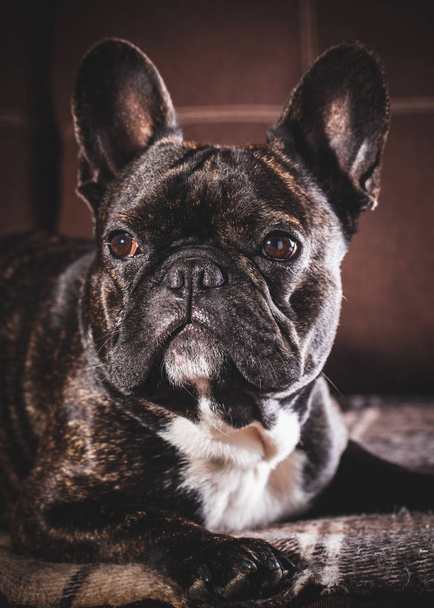 Portrait of a French bulldog - Фото, изображение