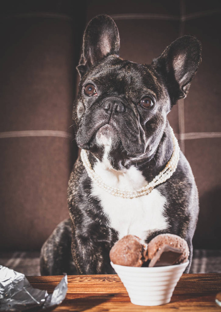French bulldog sitting at a table  - Foto, Imagen