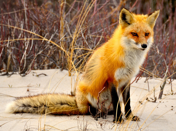 Červená liška - Fotografie, Obrázek
