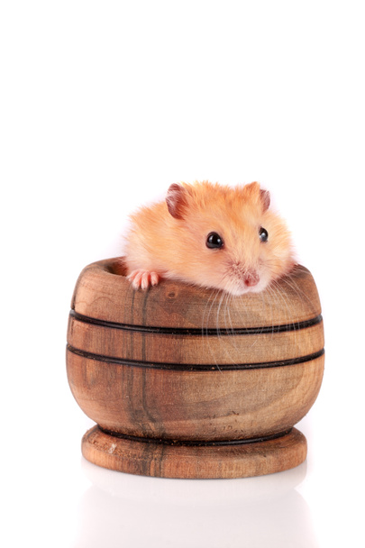 Little funny hamster in a wooden bowl isolated on white background - Photo, Image