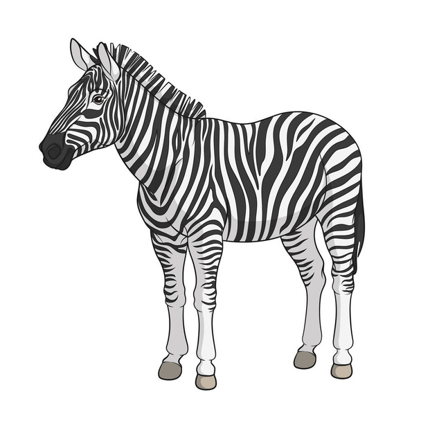 Color vector image of a zebra. Isolated object. - Vector, Imagen