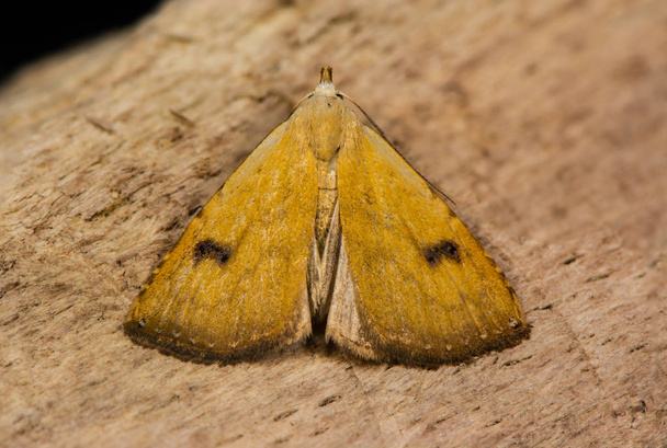 Paille de papillon (Rivula sericealis) sur bois
 - Photo, image