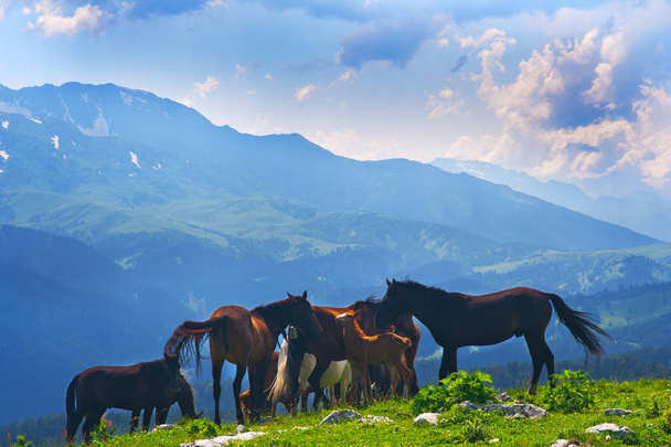 Horses graze on alpine pasture - Foto, Imagen