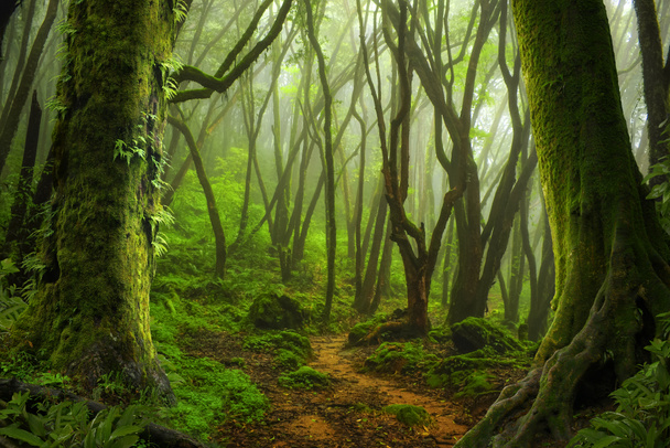 Asian deep rain forest - Photo, Image