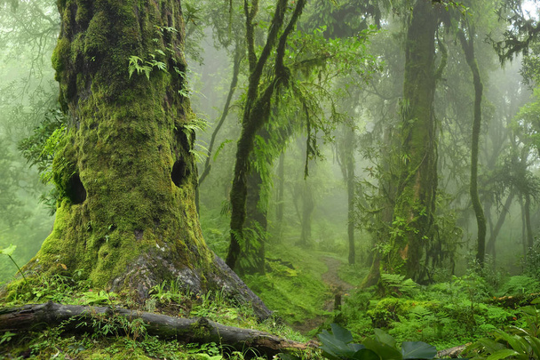 Asiática profunda selva tropical
 - Foto, Imagen