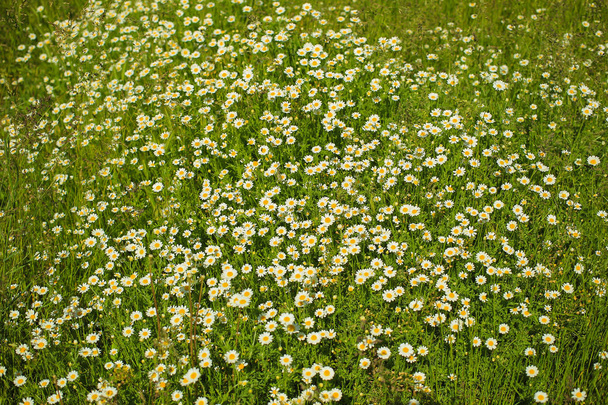 Lot of daisies in the green grass on a meadow, summer flowers - Photo, Image
