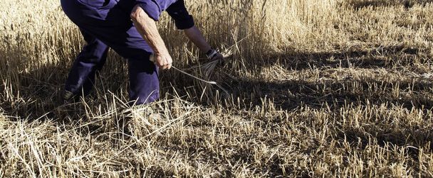 Людина збирання пшениці
 - Фото, зображення