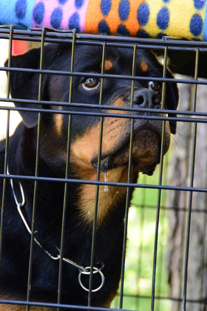 primer plano retrato de pura raza Rottweiler perro en jaula
 - Foto, Imagen