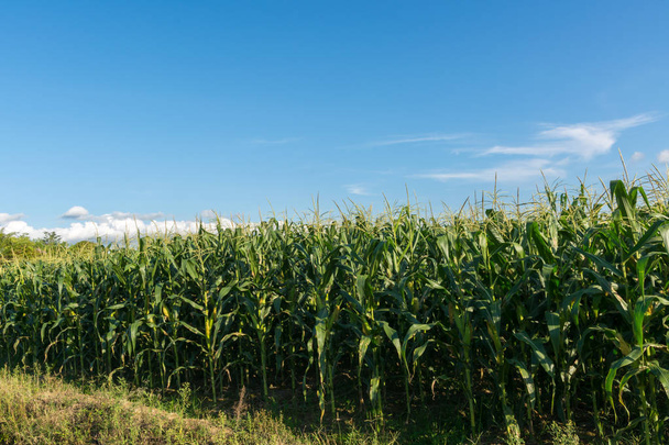 Mavi gökyüzü olan mısır tarlası - Fotoğraf, Görsel
