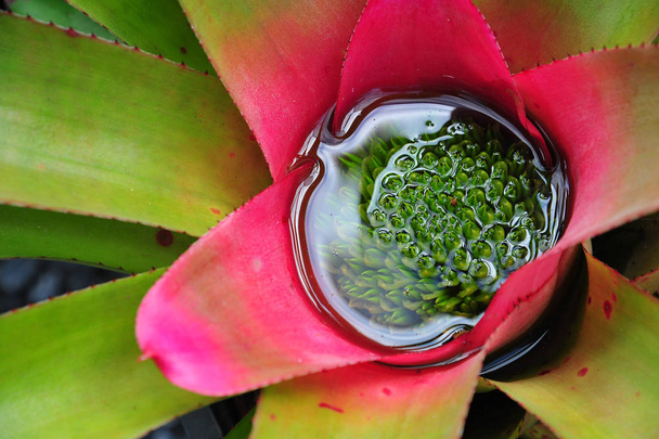 ananas çekirdek, bromeliad - Fotoğraf, Görsel
