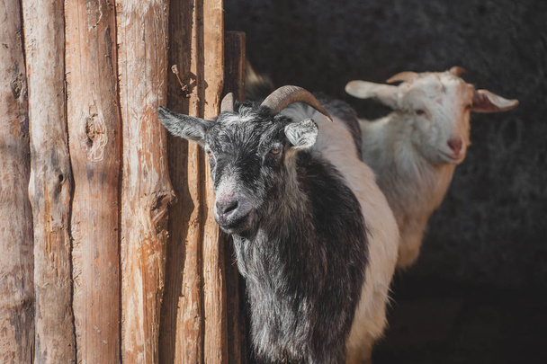 goats on the farm on the wooden paddock - Fotoğraf, Görsel