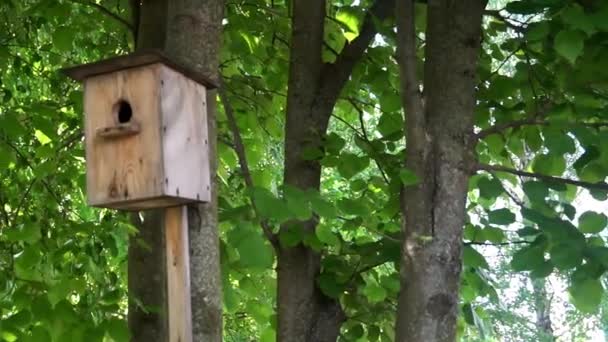 de kleine birdhouse hangen aan een boom, tegen een achtergrond van groene bladeren - Video