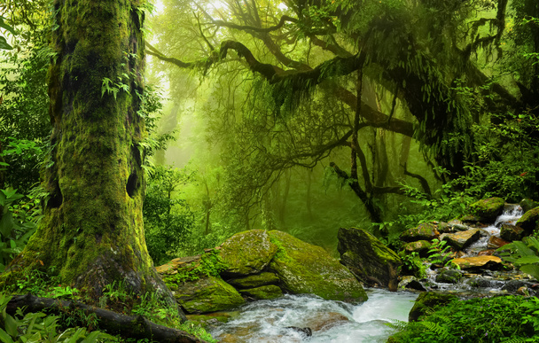 Kaakkois-Aasian syvät trooppiset viidakot elokuussa
 - Valokuva, kuva