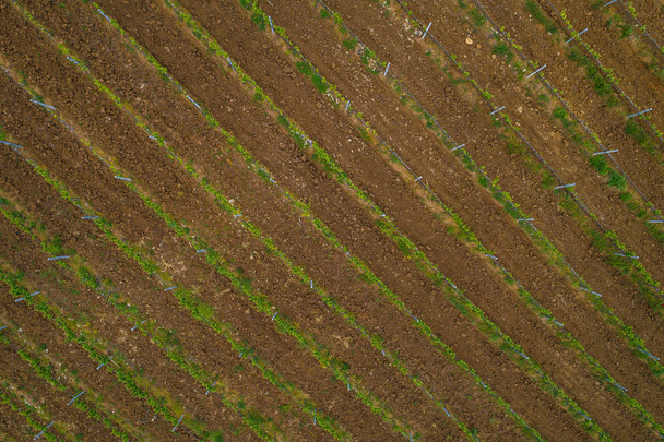 Field of red wine grape vineyard  - Photo, Image