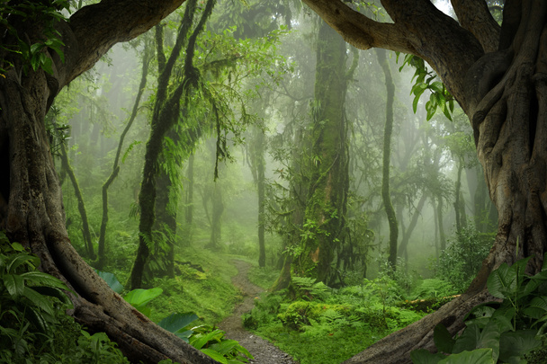 Głębokim dżungli w Azji Południowo-Wschodniej - Zdjęcie, obraz