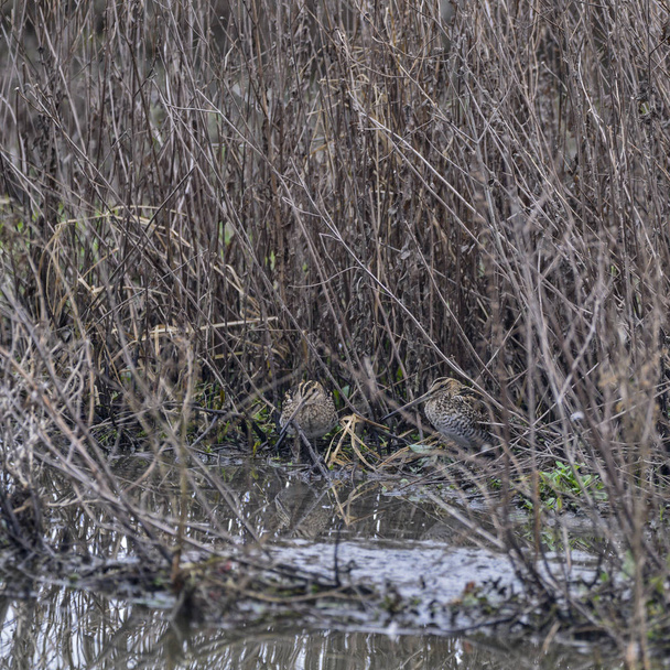 Бекас птахами добре замасковані ховається в траві на озері Gallinago Г - Фото, зображення
