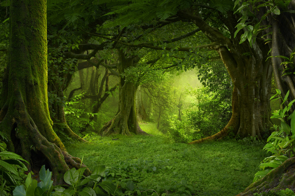 Kaakkois-Aasian syvät trooppiset viidakot elokuussa
 - Valokuva, kuva