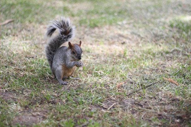 Ritratto di scoiattolo grigio
 - Foto, immagini