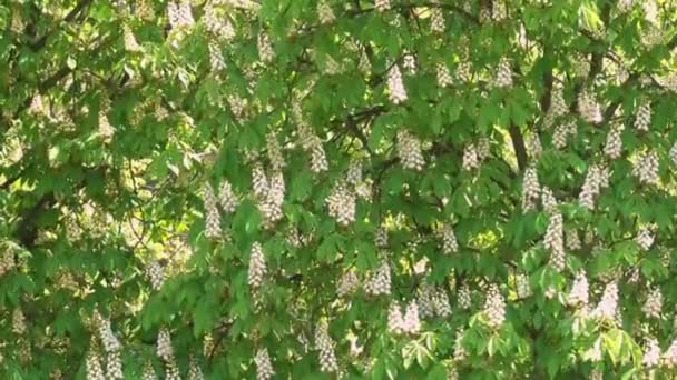 Floración de castañas en primavera
 - Metraje, vídeo